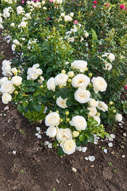 Rose Artemis фото